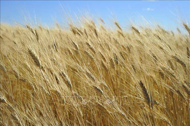 Thị trường nông sản tuần qua: Giá lúa giảm ở nhiều địa phương ĐBSCL