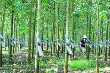 GVR bão lãi ròng tăng 26% trong quý II nhờ thanh lý vườn cây cao su