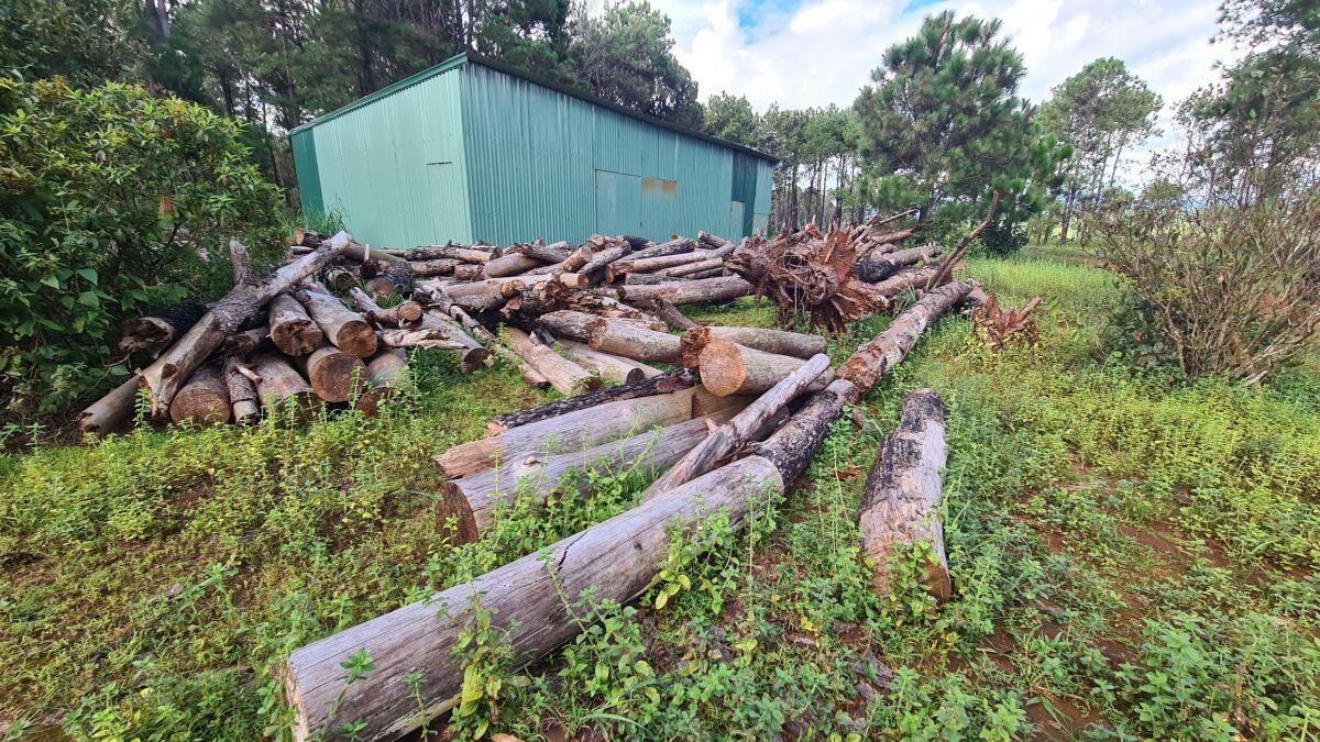 Gia Lai: Thông chết hàng loạt tại dự án Sân golf huyện Đắk Đoa
