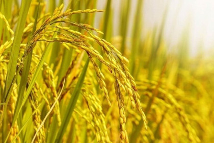 Gạo Trung An lãi 21 tỷ đồng quý II, tăng 34%