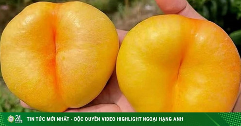 Đào Trung Quốc dẹt như bánh rán xuất hiện tại chợ Việt với giá nửa triệu đồng/kg