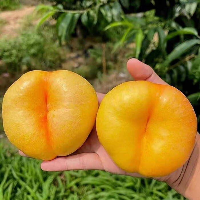 Đào Trung Quốc dẹt như bánh rán xuất hiện tại chợ Việt với giá nửa triệu đồng/kg