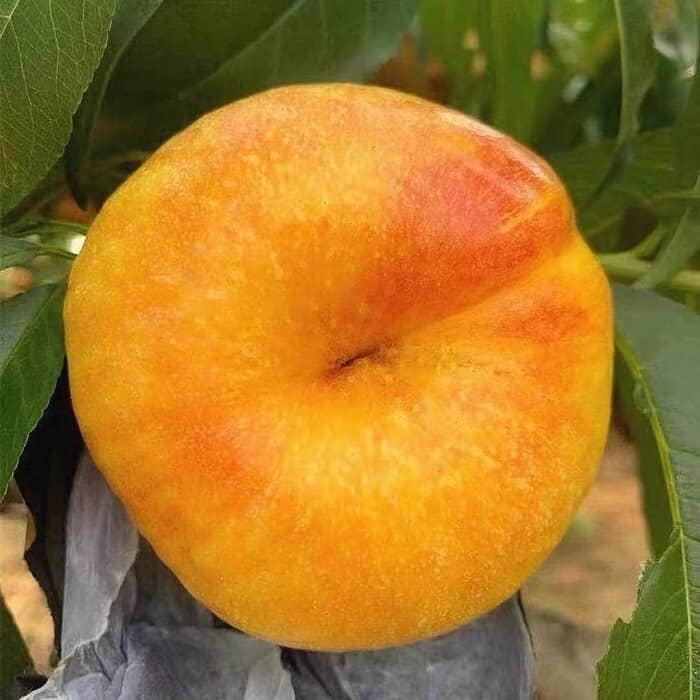 Đào Trung Quốc dẹt như bánh rán xuất hiện tại chợ Việt với giá nửa triệu đồng/kg