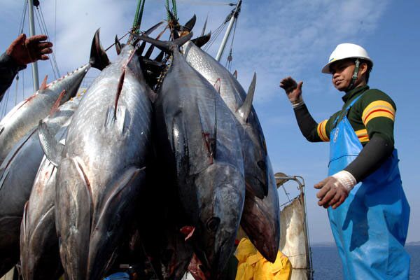 Lý do xuất khẩu cá ngừ sang Pháp tăng mạnh và những cơ hội tốt
