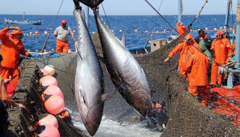 Lý do xuất khẩu cá ngừ sang Pháp tăng mạnh và những cơ hội tốt