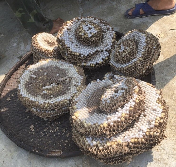 Loại ong kịch độc được dân nhậu xem như đặc sản, lùng mua với giá nửa triệu đồng/kg