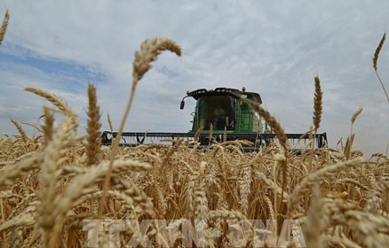Nga có thể không đạt mục tiêu 130 triệu tấn ngũ cốc thu hoạch năm 2022