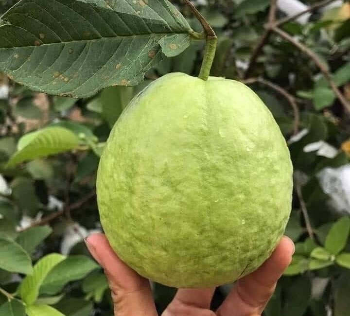 Bất ngờ ổi ngập chợ với giá chỉ 3.000 đồng/kg, chị em rủ nhau mua cả yến