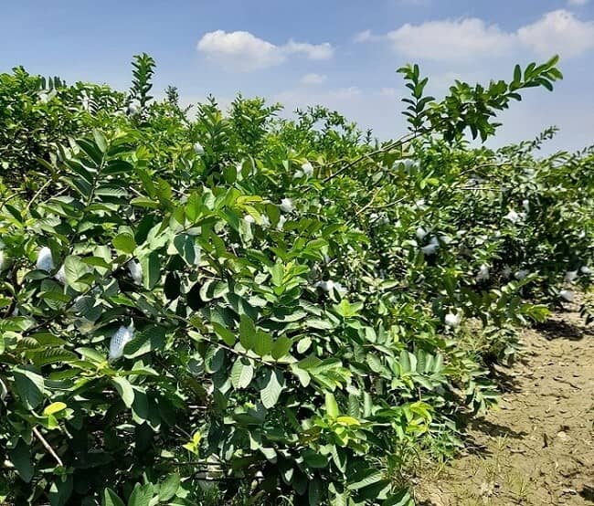 Bất ngờ ổi ngập chợ với giá chỉ 3.000 đồng/kg, chị em rủ nhau mua cả yến