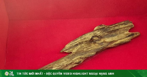 "Miếng gỗ” nặng chưa đầy nửa lạng được bán với giá 1 tỷ đồng