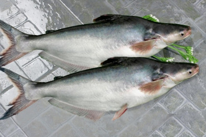 SSI Research: ANV xuất khẩu cá tra sang Mỹ, kết quả kinh doanh dự kiến tiếp tục lập đỉnh