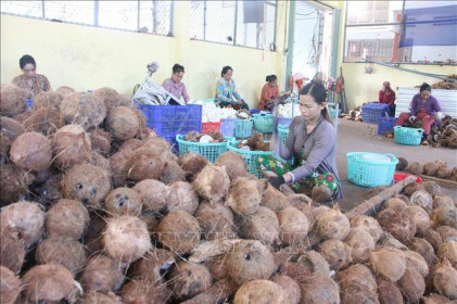 Giá dừa khô ở Trà Vinh tăng gấp đôi