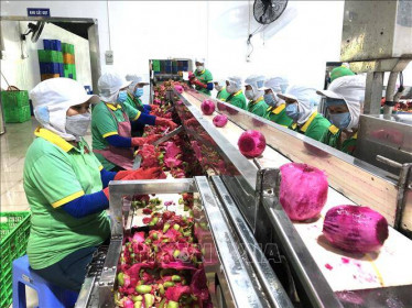 Xuất khẩu trái cây tươi vào thị trường Trung Quốc thích ứng với quy định mới
