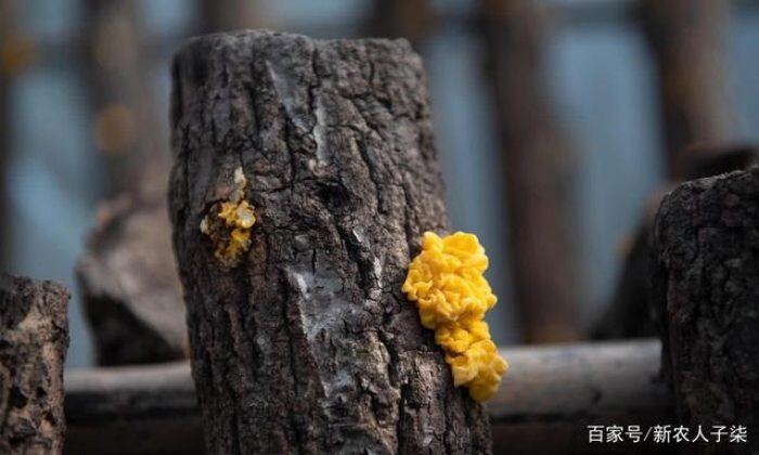 Bắt gỗ đẻ "vàng”, đem bán hốt bạc triệu/kg dễ như chơi