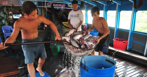 Trung Quốc, Mỹ dẫn đầu thị trường nhập khẩu cá tra của Việt Nam