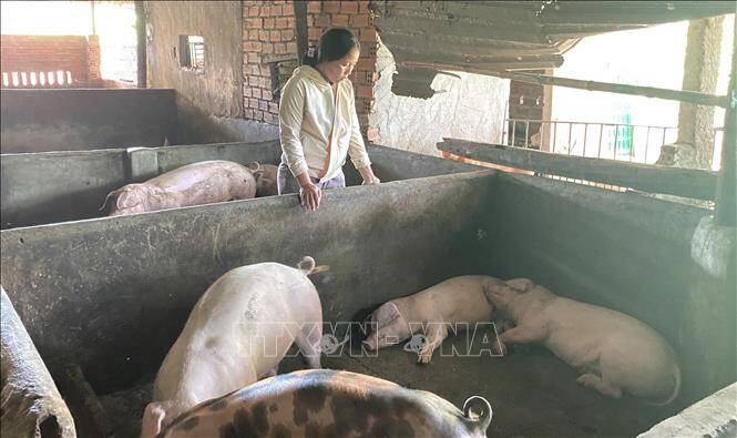 Cần làm rõ nguyên nhân lợn chết sau khi tiêm vaccine dịch tả lợn châu Phi