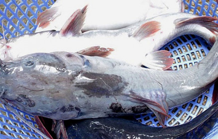 Giá cá lăng tăng đột biến