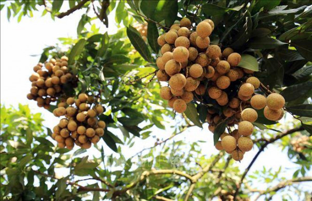 Xuất khẩu nông, lâm, thủy sản tăng 13%