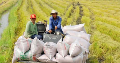 Đề án 1 triệu ha lúa chất lượng cao: Cần tránh 'vết xe đổ'