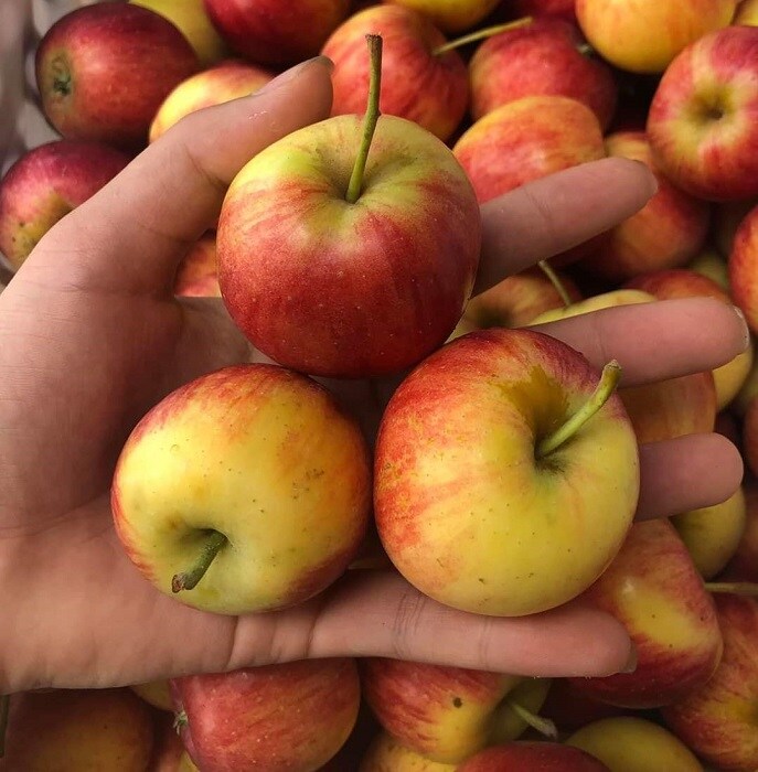 Bất ngờ táo cherry được rao bán với giá rẻ hơn mớ rau muống, nguồn gốc ở đâu?