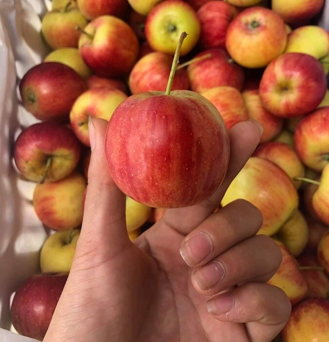 Bất ngờ táo cherry được rao bán với giá rẻ hơn mớ rau muống, nguồn gốc ở đâu?