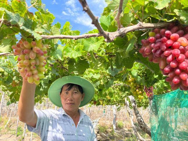 Độc đáo những vườn ''nho ba màu'' ở Ninh Thuận