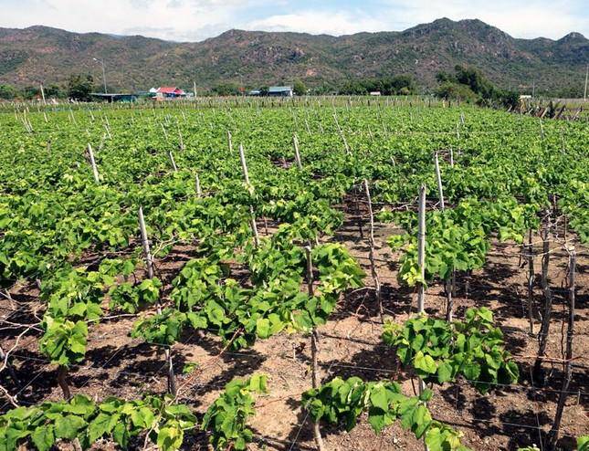 Độc đáo những vườn ''nho ba màu'' ở Ninh Thuận