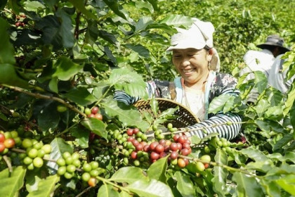 Dự kiến, hết tháng 9 kim ngạch xuất khẩu cà phê sẽ vượt mức 3,07 tỷ USD