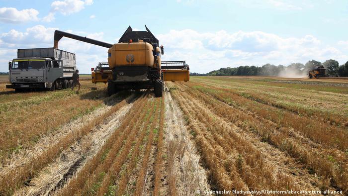 Cơ cấu nông nghiệp của Ukraina thay đổi mạnh mẽ do chiến tranh