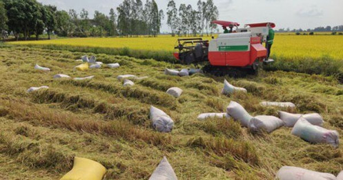 Động thái mới của Ấn Độ và cơ hội cho gạo Việt