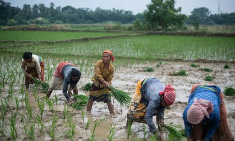Chủ tịch Hiệp hội các nhà xuất khẩu gạo Ấn Độ: Việc áp thuế xuất khẩu sẽ khiến khách hàng chuyển sang mua sản phẩm của Việt Nam và Thái Lan