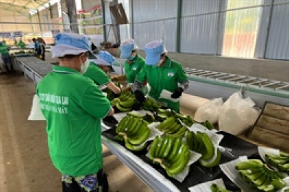 HAG báo lãi sau thuế 123 tỷ đồng trong tháng 8