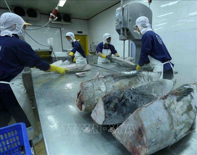 Xuất khẩu cá ngừ nhiều biến động