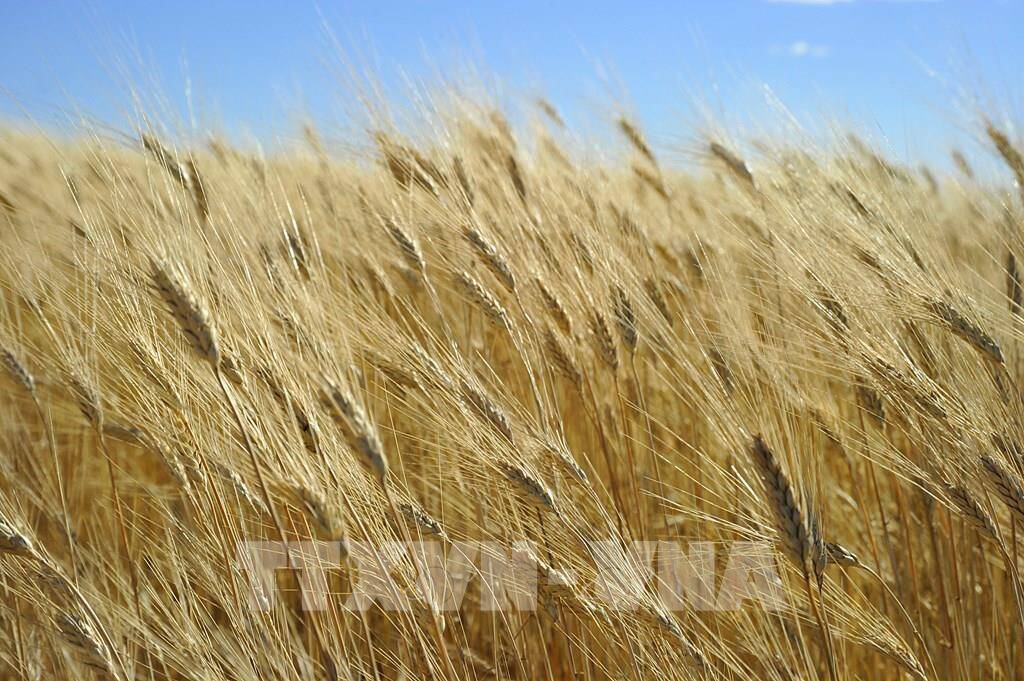 Hạn chế xuất khẩu gạo Ấn Độ thúc đẩy người mua tìm tới các “vựa lúa” khác