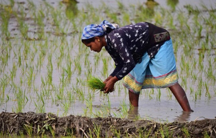 Ấn Độ cấm xuất khẩu gạo: Việt Nam, Thái Lan hưởng lợi, Philippines và Indonesia bị tác động tiêu cực