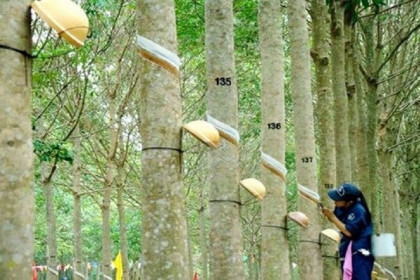 GVR ước lãi 9 tháng đạt hơn 4.400 tỷ đồng