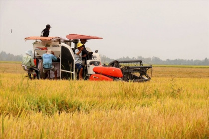 VNDirect: Gạo Việt Nam đang có vị thế tốt đón đầu xu hướng tăng giá