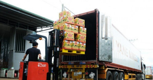 Xuất khẩu sầu riêng Lâm Đồng, Đắk Nông sang thị trường lớn nhất thế giới