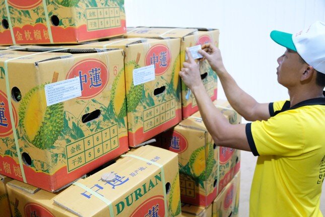 Xuất khẩu sầu riêng Lâm Đồng, Đắk Nông sang thị trường lớn nhất thế giới
