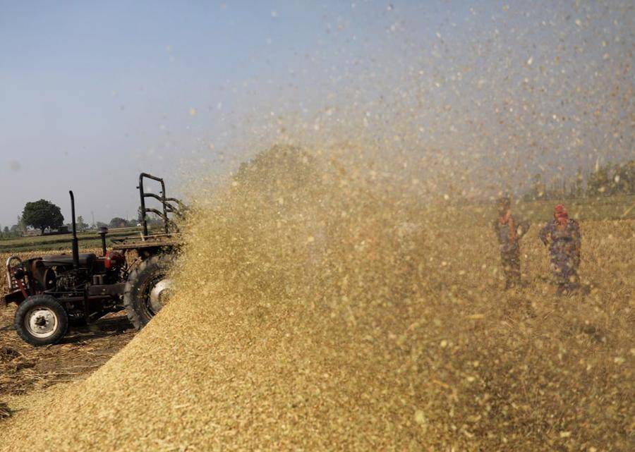 Việt Nam sẽ hưởng lợi khi Ấn Độ cấm xuất khẩu gạo