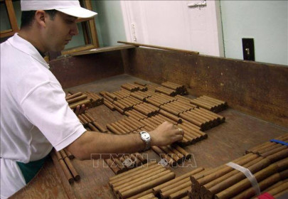 Cuba thúc đẩy xuất khẩu xì gà để phục hồi kinh tế 