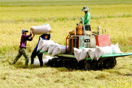 Thị trường nông sản tuần qua: Giá lúa chững lại đà giảm