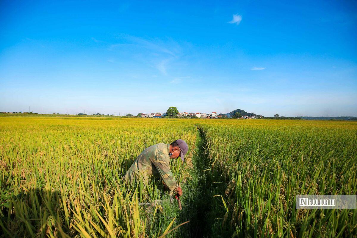 Ấn Độ cấm xuất khẩu gạo: Rủi ro lớn nếu DN Việt găm hàng đẩy giá