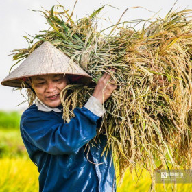 Ấn Độ cấm xuất khẩu gạo: Rủi ro lớn nếu DN Việt găm hàng đẩy giá