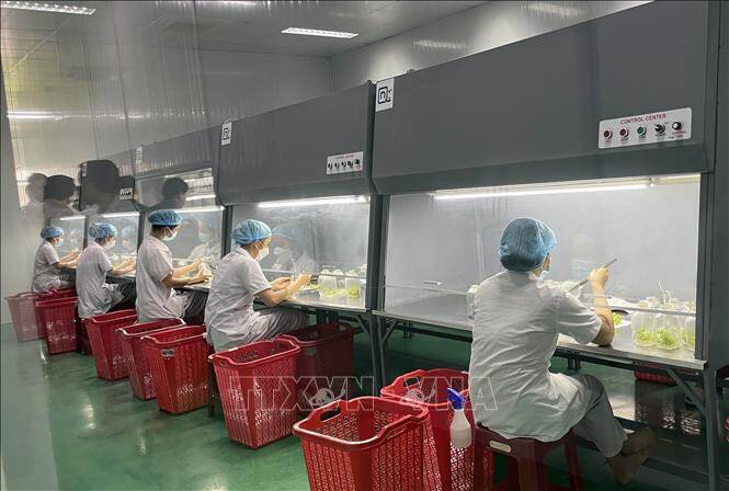 Xây dựng Đề án hình thành Trung tâm Công nghiệp dược liệu Quảng Nam