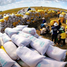 Giá gạo Việt xuất khẩu lấy lại ngôi đầu thế giới