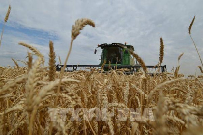 Nga cân nhắc dỡ bỏ hạn ngạch xuất khẩu ngũ cốc