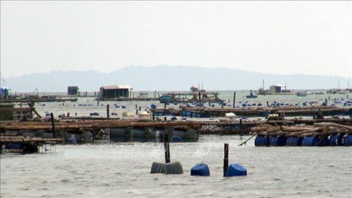 'Thủ phủ' tôm hùm ở Phú Yên bị thiệt hại do mưa lũ