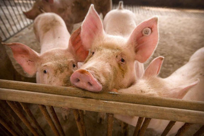 Trung Quốc tạo ra giống lợn biến đổi gien có khả năng miễn dịch với virus giống
