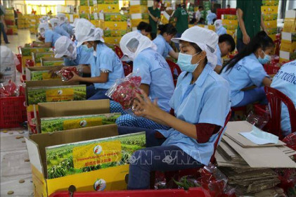 Đến năm 2025, xuất khẩu trái cây sẽ đạt trên 5 tỷ USD